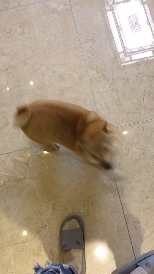 每次回家都要先接受这个肉松面包的热情洗礼#柴犬 #感谢全民小视频感谢全民小视频平台 #热门