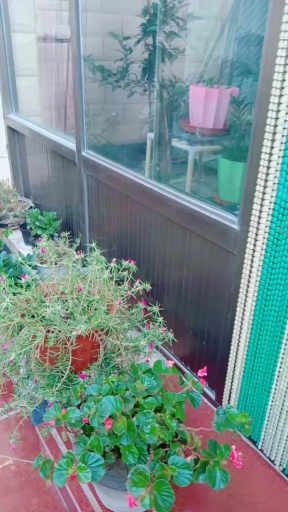 花园怎么变成菜园了呢