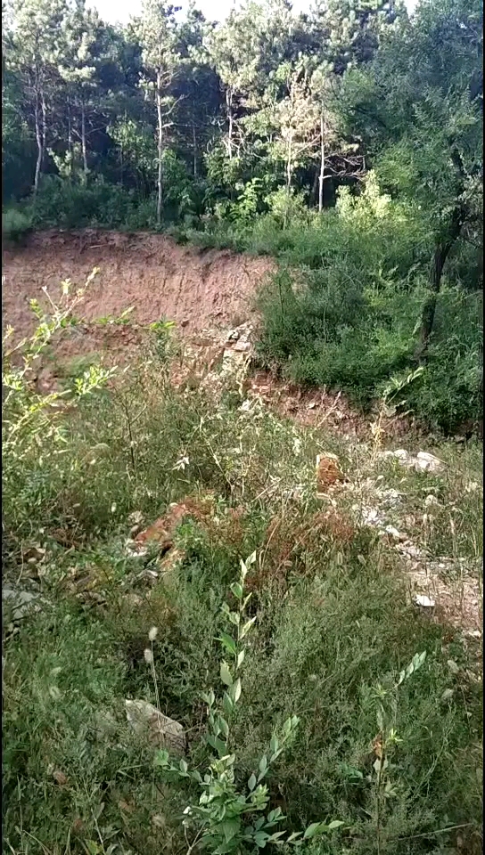 捡到一对戴氏狼鳍鱼化石!谁要!白送了!