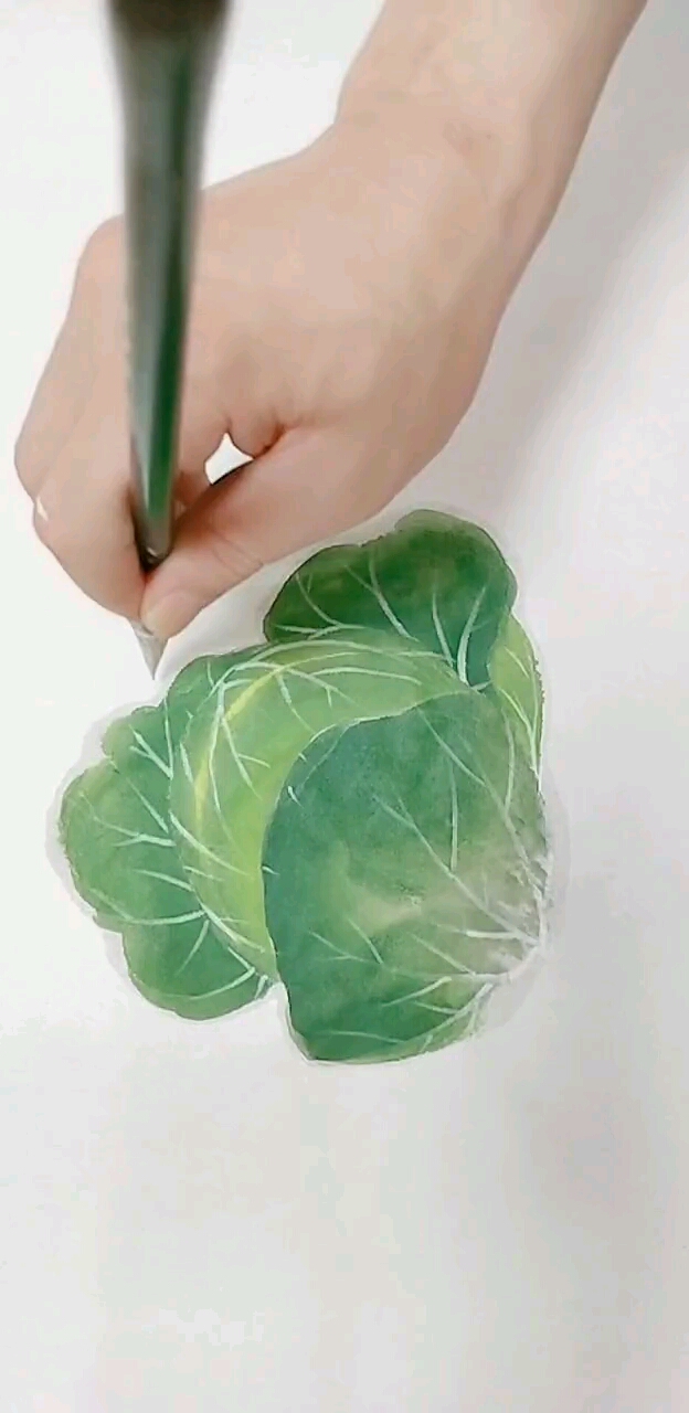 #我要上热门#详解卷心菜画法