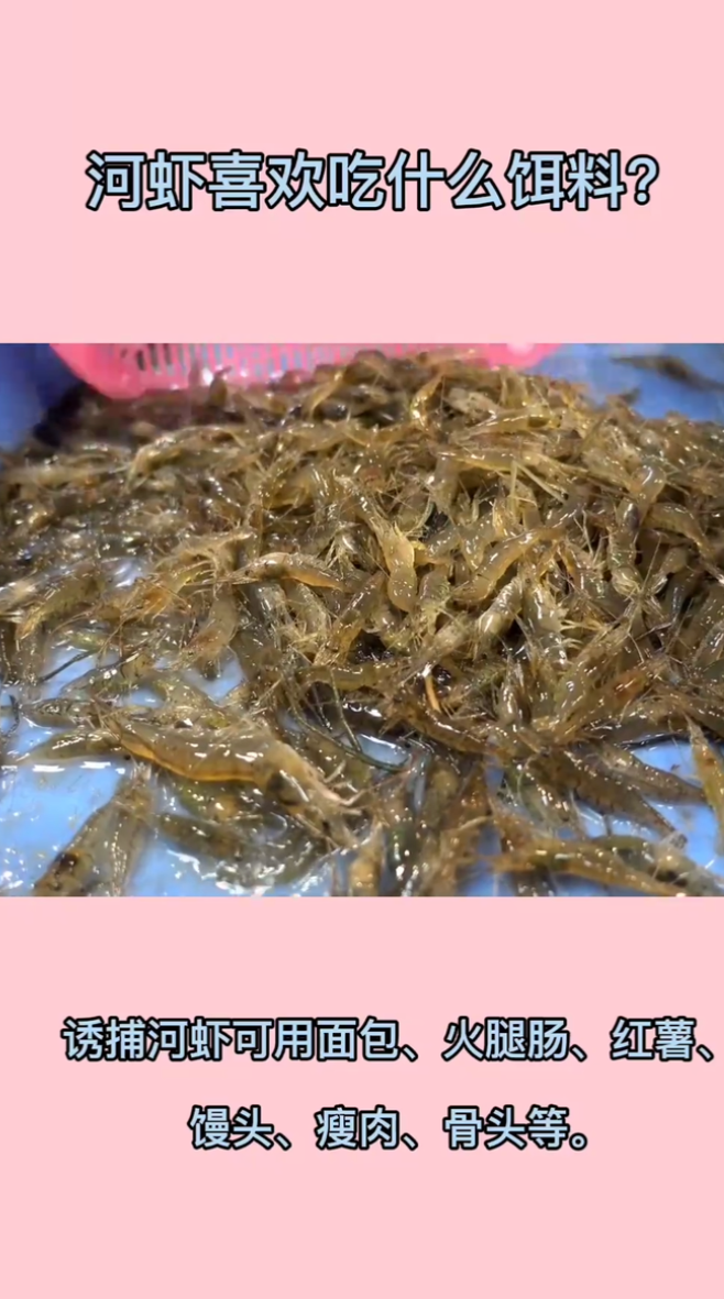 河虾喜欢吃什么饵料。  