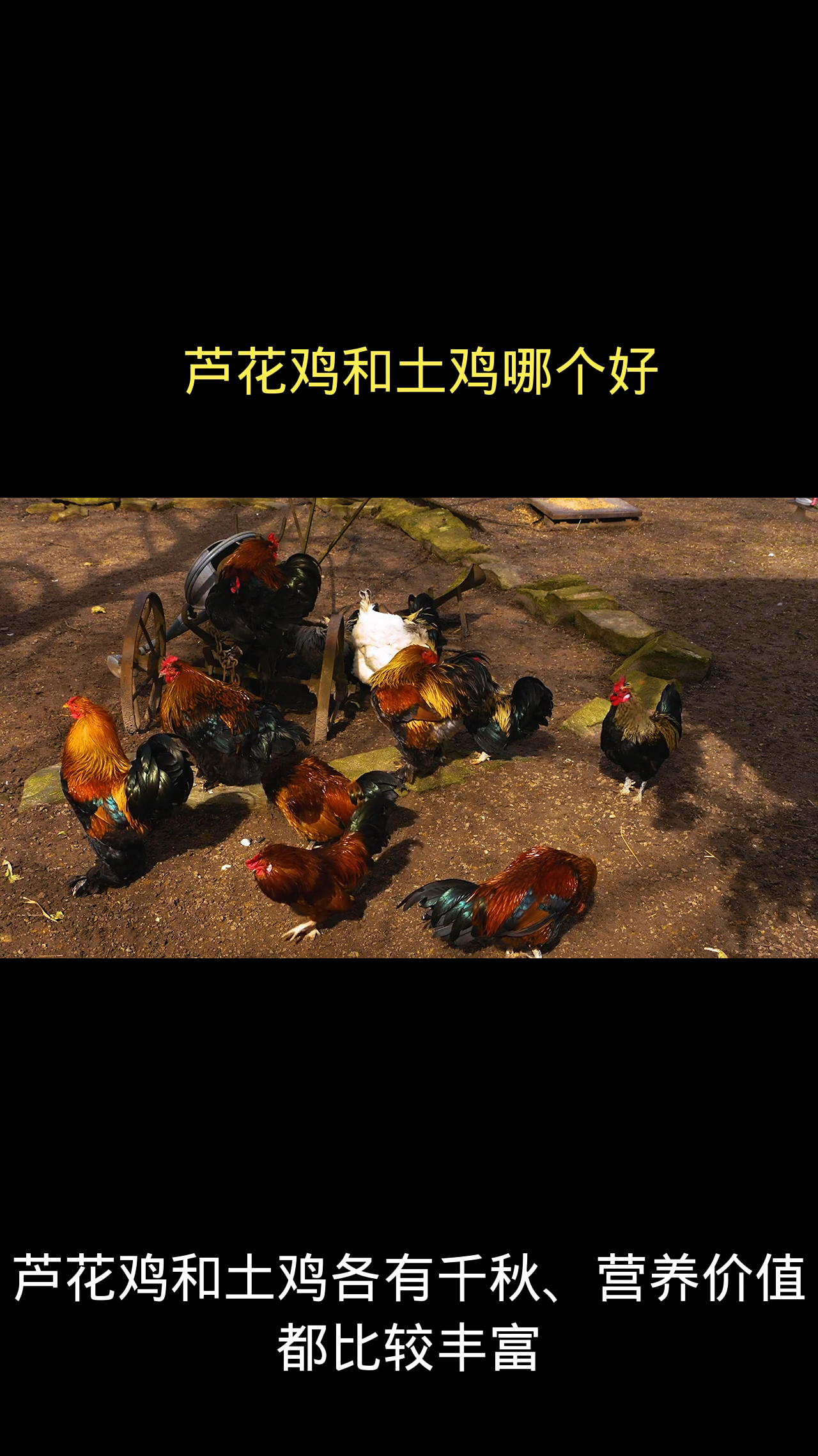 芦花鸡和土鸡哪个好