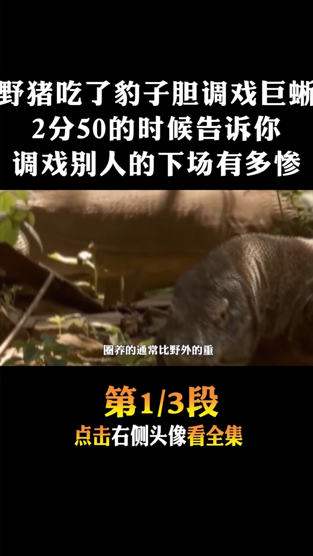 #动物世界#野猪吃了豹子胆居然调戏巨蜥,看吧,这就是调戏别人的下场