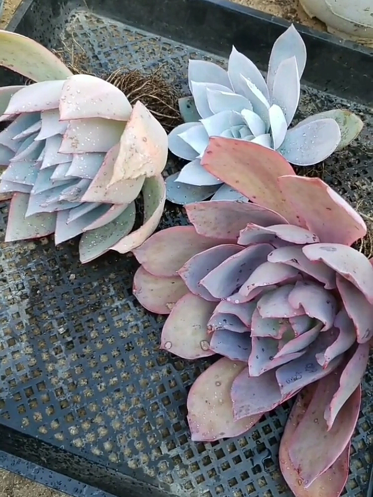 #养花#多肉界都认可的三仙女