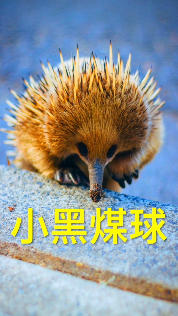 #神奇动物在这里#存活了八千万年的动物,名为针鼹,长得像刺猬却是鸭嘴兽的近亲。