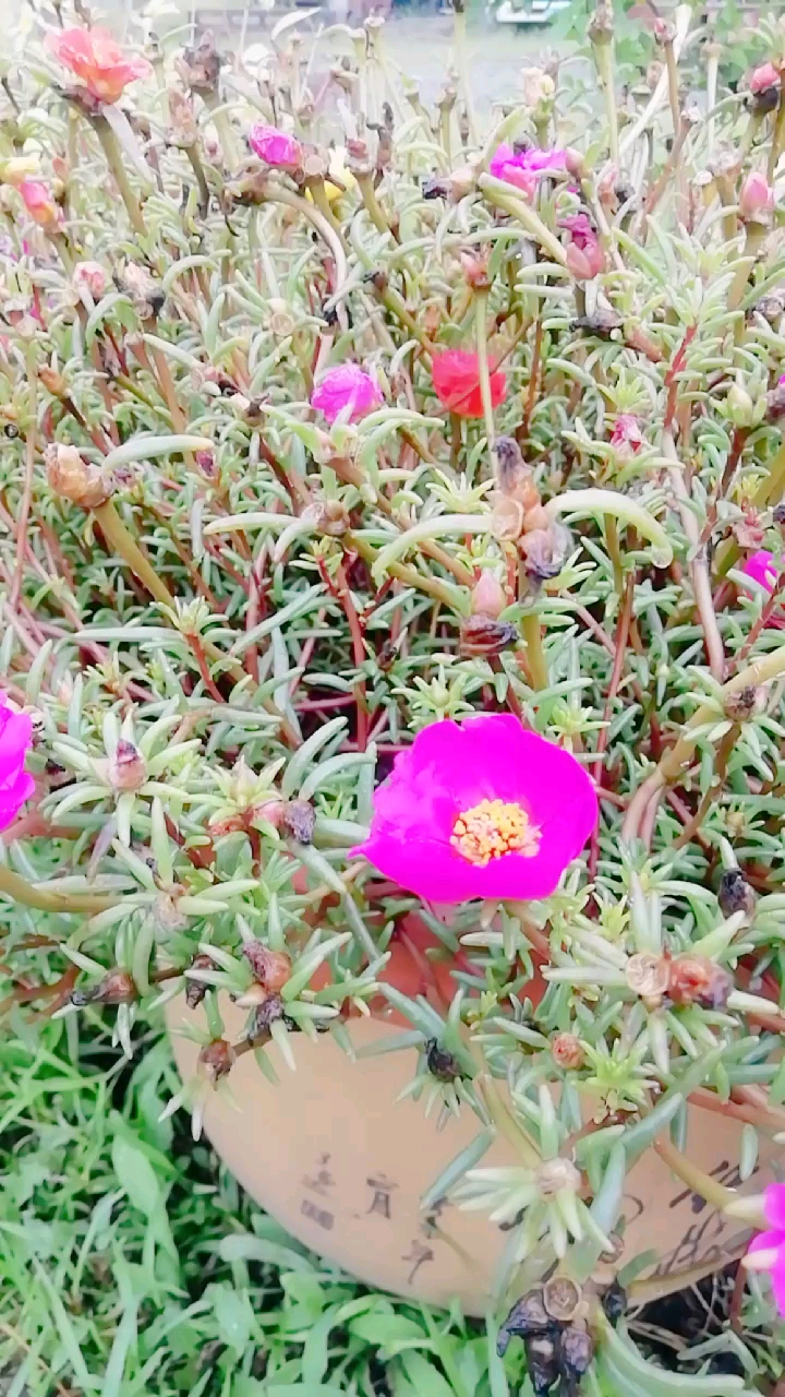马舌菜