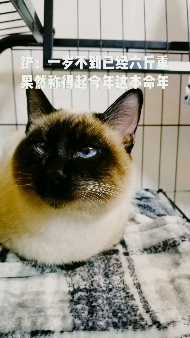 #2019,立个新年flag#巴特比祝大家猪年吉祥如意!