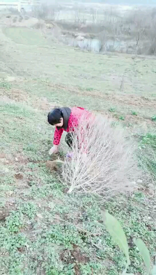 #搞笑段子剧#姥姥天天给宝煮苹果水喝,半个月后宝宝面色红润睡觉也踏实,积食咳嗽宝贝…