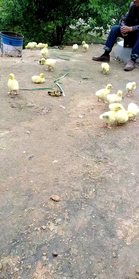 可爱的小鸭子