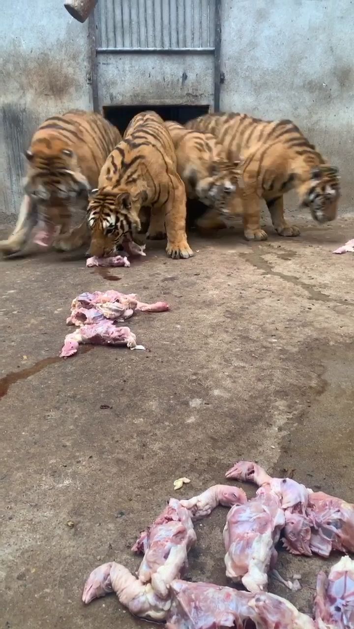 老虎吃肉正在