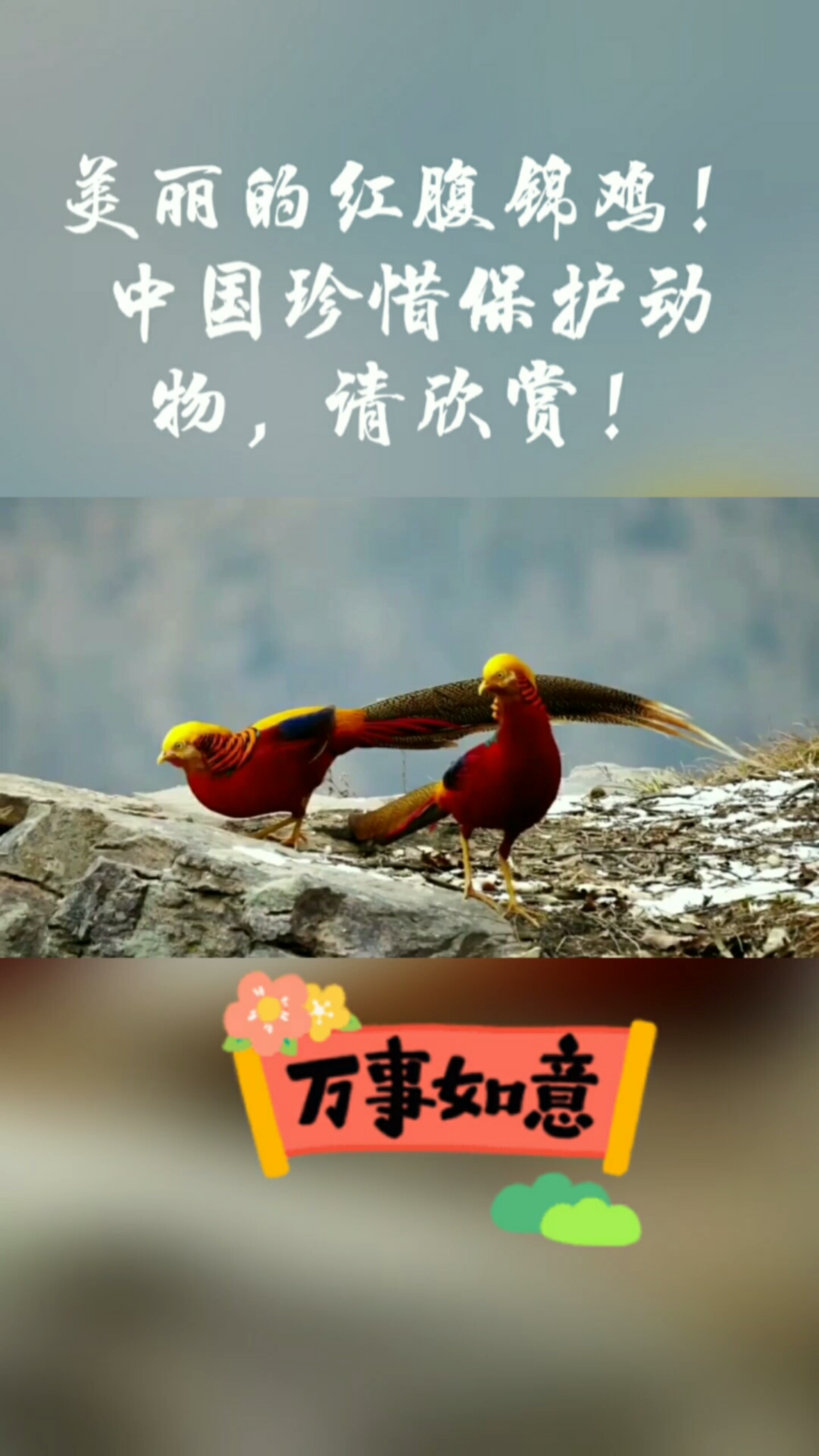 #保护野生动物#自然世界2020更新作品,美丽的中华红腹锦鸡!请欣赏