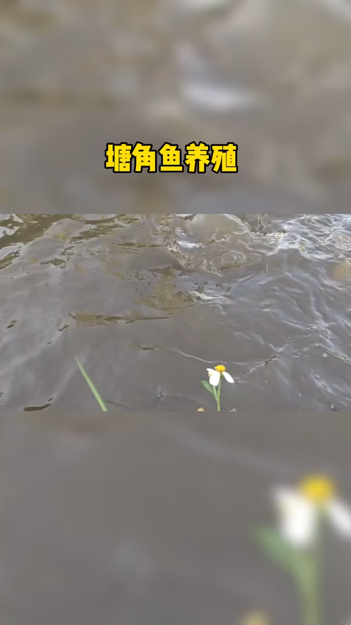 塘角鱼视频。   