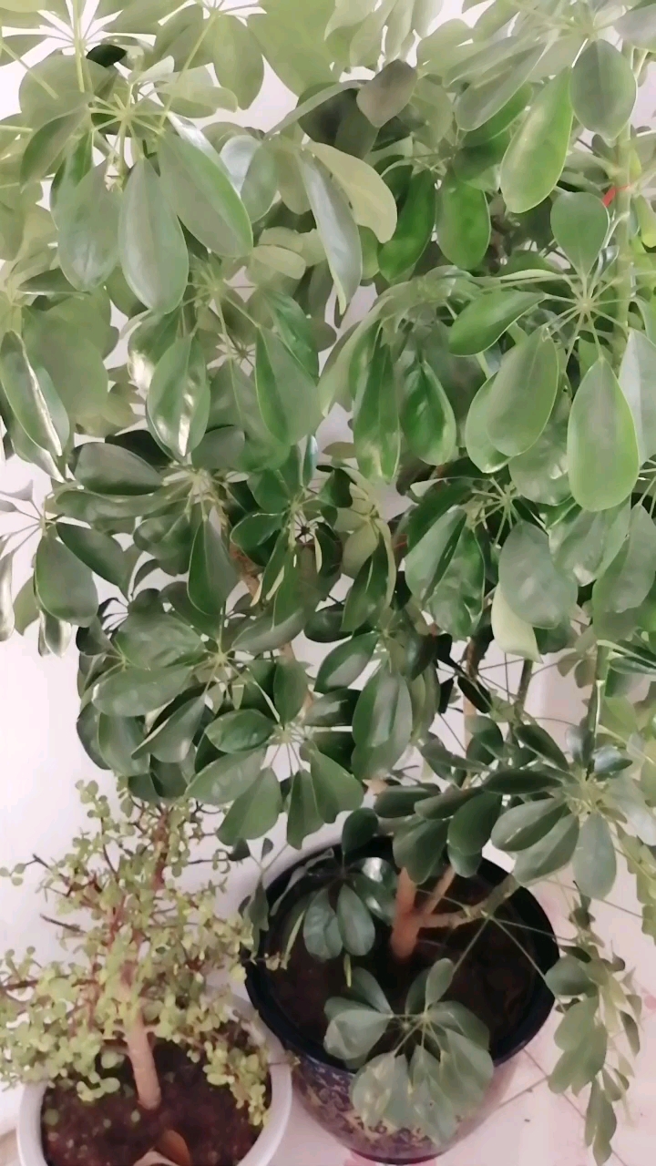 好大的发财树