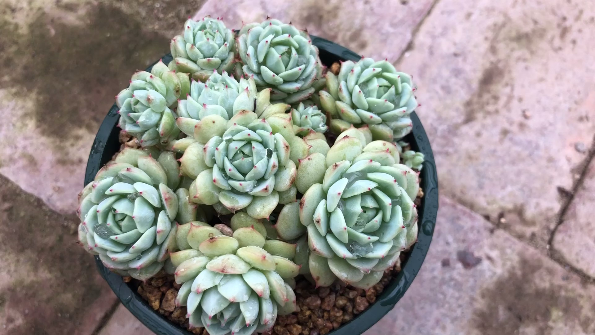 #有一种可爱叫多肉!#多肉植物静夜,安静的外表下隐藏着一颗躁动的心