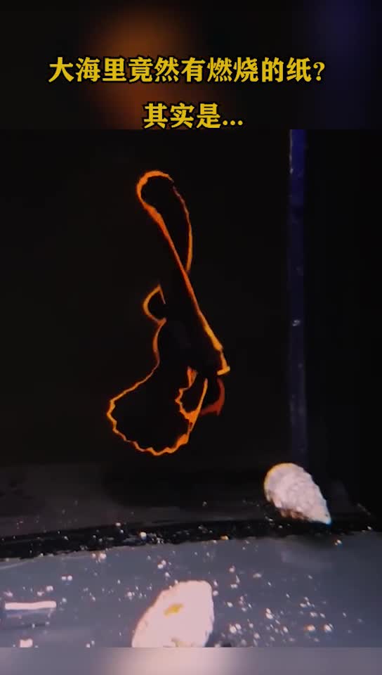 好家伙!海洋里“燃烧的纸”?你见过吗?