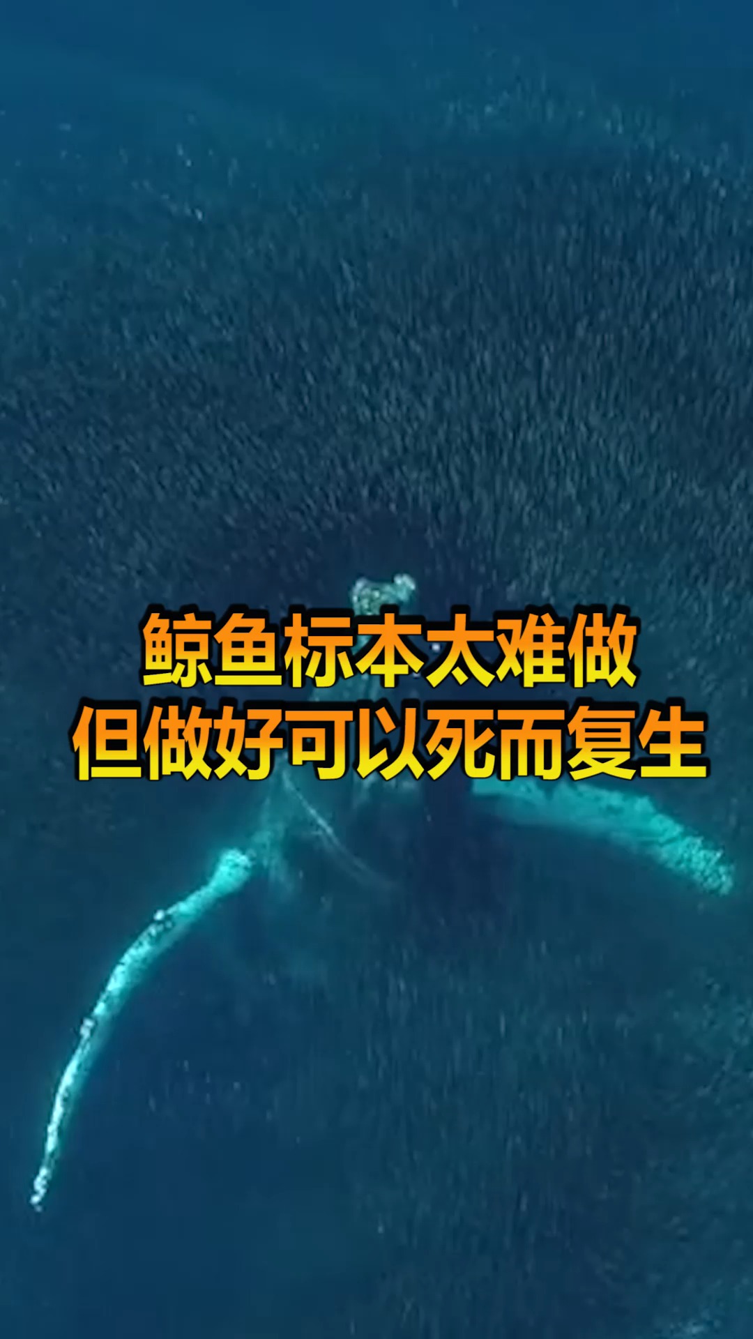 鲸鱼标本太难做,但是做好就像”死而复生“一样,只是难度太大!