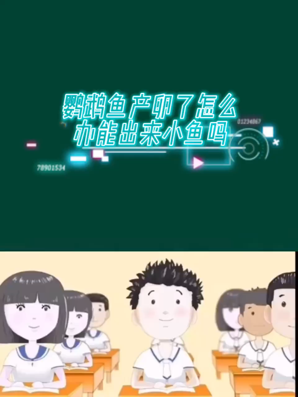 鹦鹉鱼产卵了怎么办能出来小鱼吗