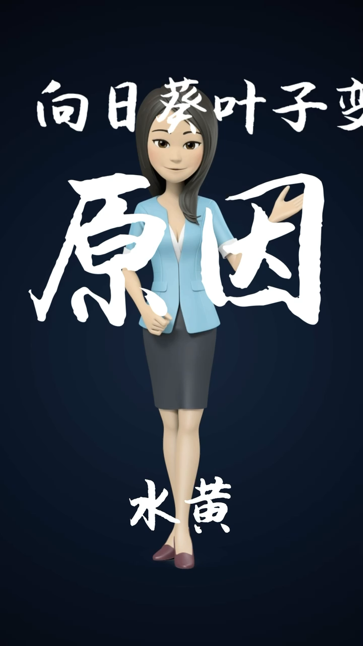 向日葵叶子变黄的原因