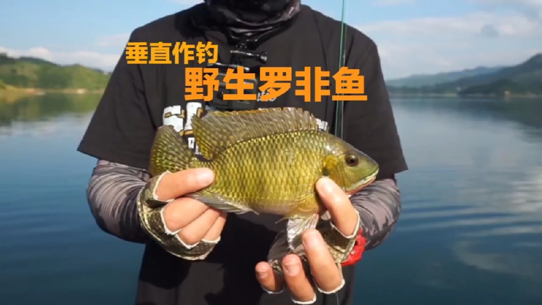 #罗非#路亚野钓罗非,涨水水库垂直作钓,钓获金色的野生罗非鱼
