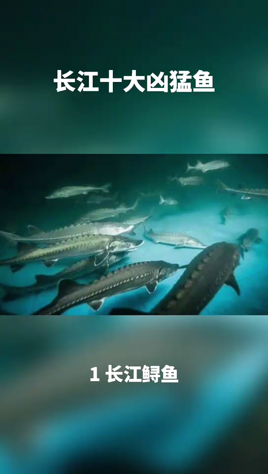 长江十大凶猛鱼。