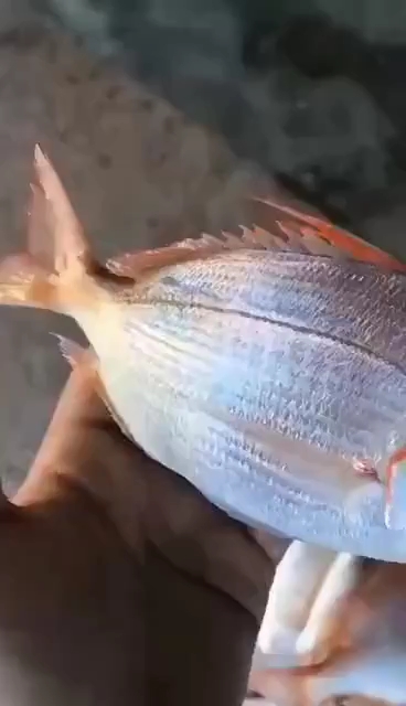 #万物皆可涮#赤棕鱼[营养丰富,加上鱼体呈红色,寄有吉利、年年有余的寓意,