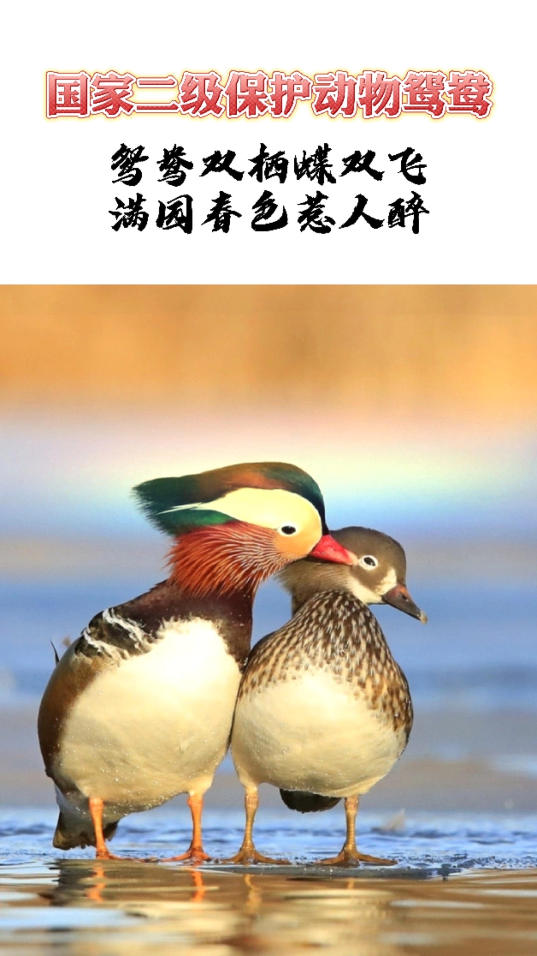 #茶茶野保科普#小姐姐救助的小“野鸭”是一只国家二级保护动物雌鸳鸯——心善的人一定有好运气