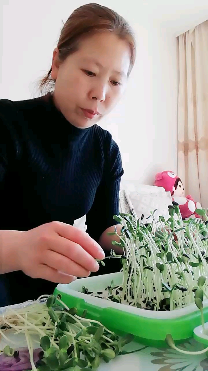 油葵芽苗菜:营养丰富、富含维生素矿务质、生吃营养价值更高、口感脆嫩爽口、丰味极佳