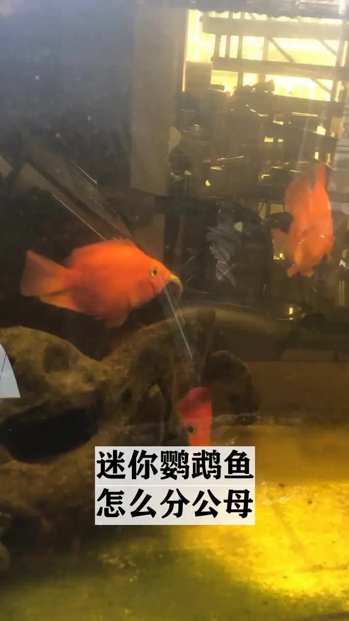 迷你鹦鹉鱼怎么分公母