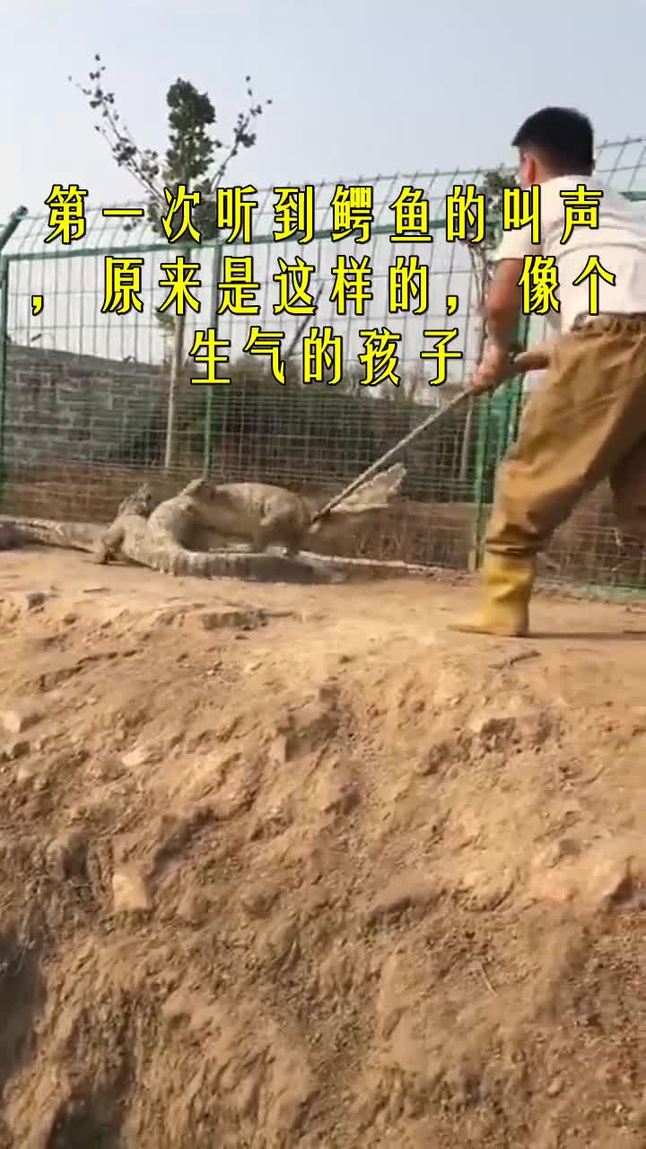 #我要上热门#第一次听到鳄鱼的叫声,原来是这样的,像个生气的孩子