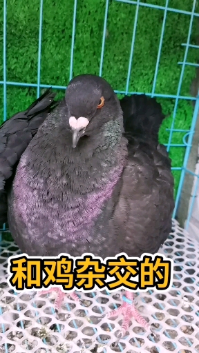 和鸡杂交的元宝鸽个个比鸡大