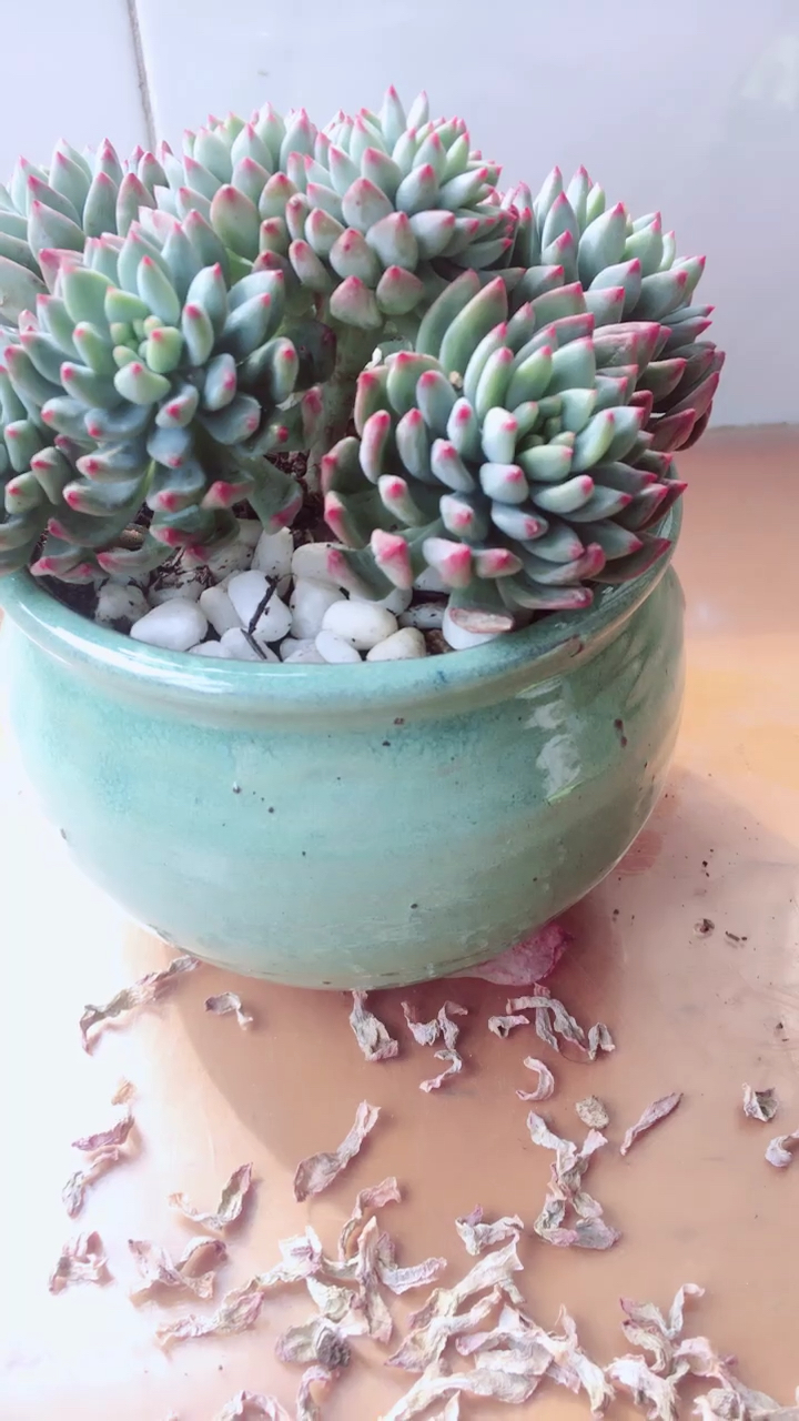 修理蓝苹果枯叶,变成小老桩反而更美了!