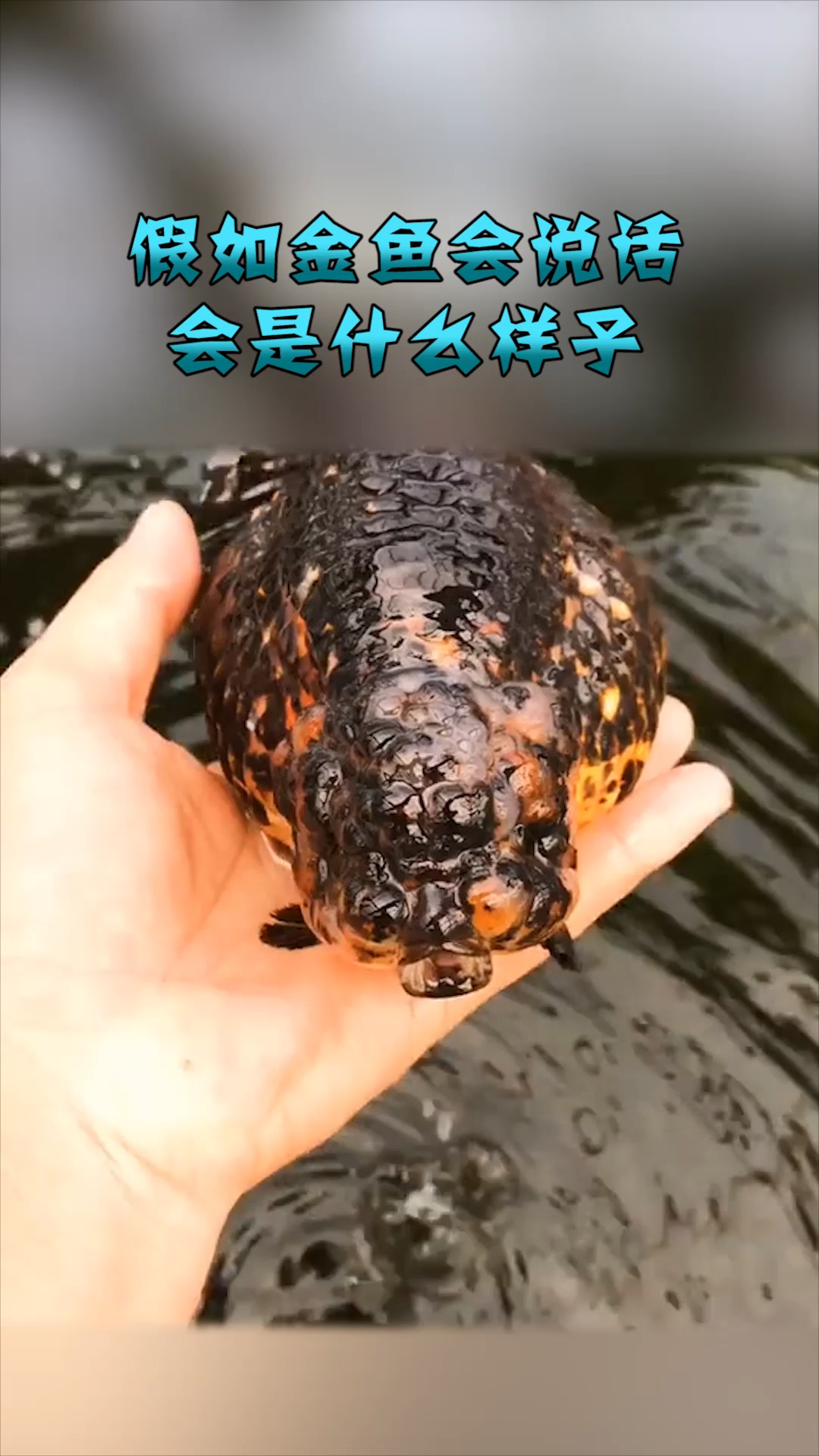 #奇趣#会说话的金鱼,把我惊呆了,真是厉害了!