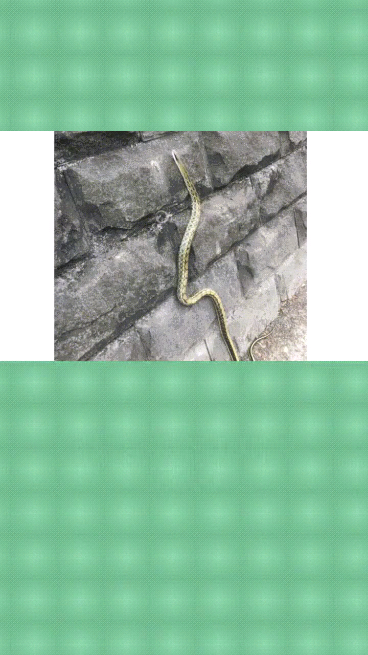菜花蛇有几种颜色