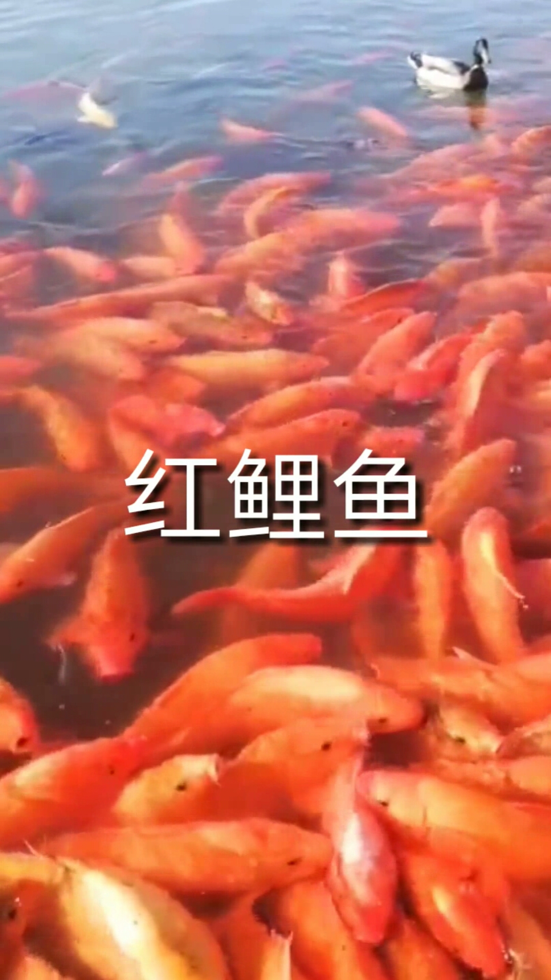 红鲤鱼