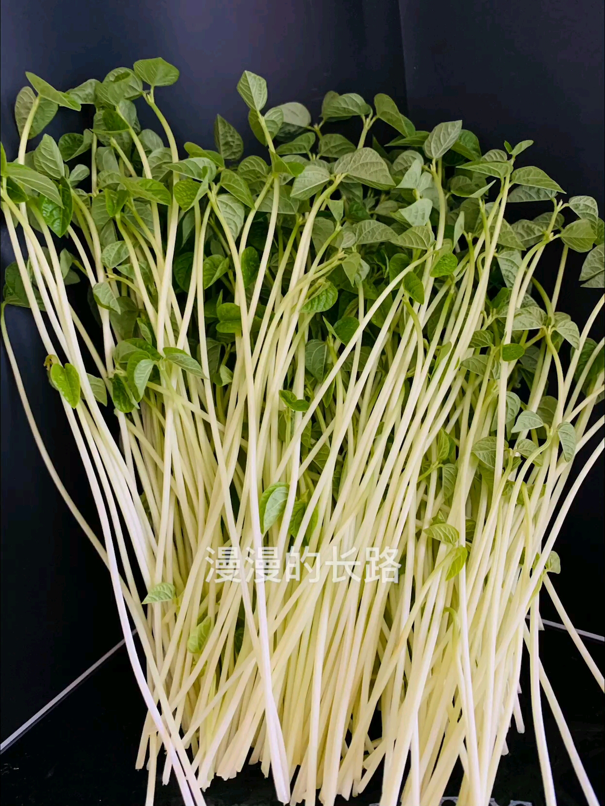 红豆芽的品质好营养价值高不仅可以食用而且具有独特药用价值