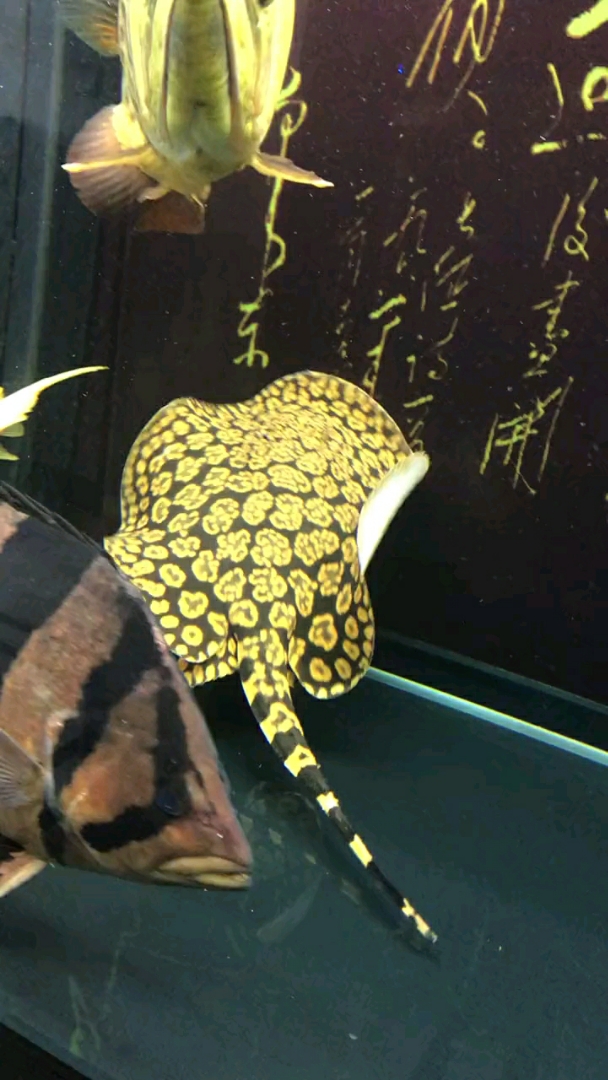 金色的第一次见