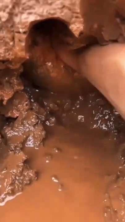 河岸边鱼窝洞挖出蛇鱼