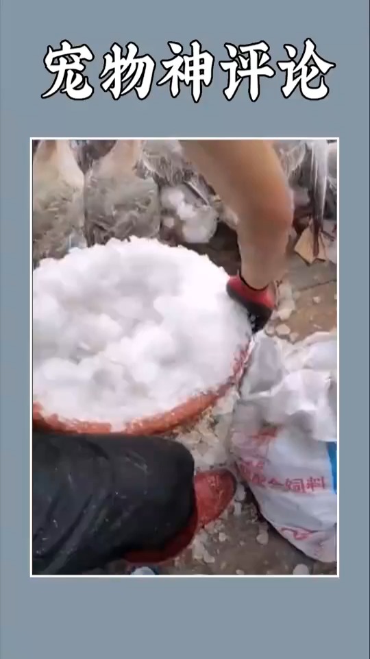 #搞笑视频#冰镇大鹅