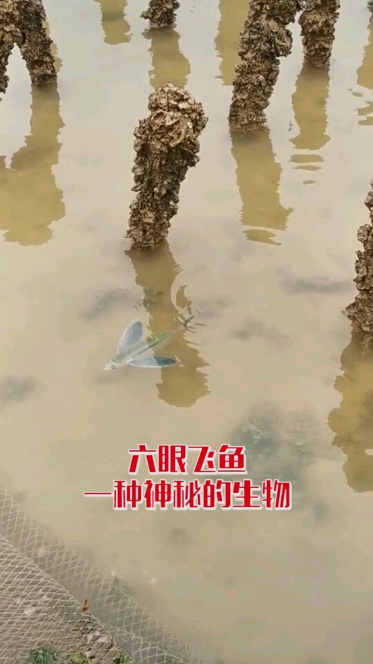 六眼飞鱼一种神秘的生物!