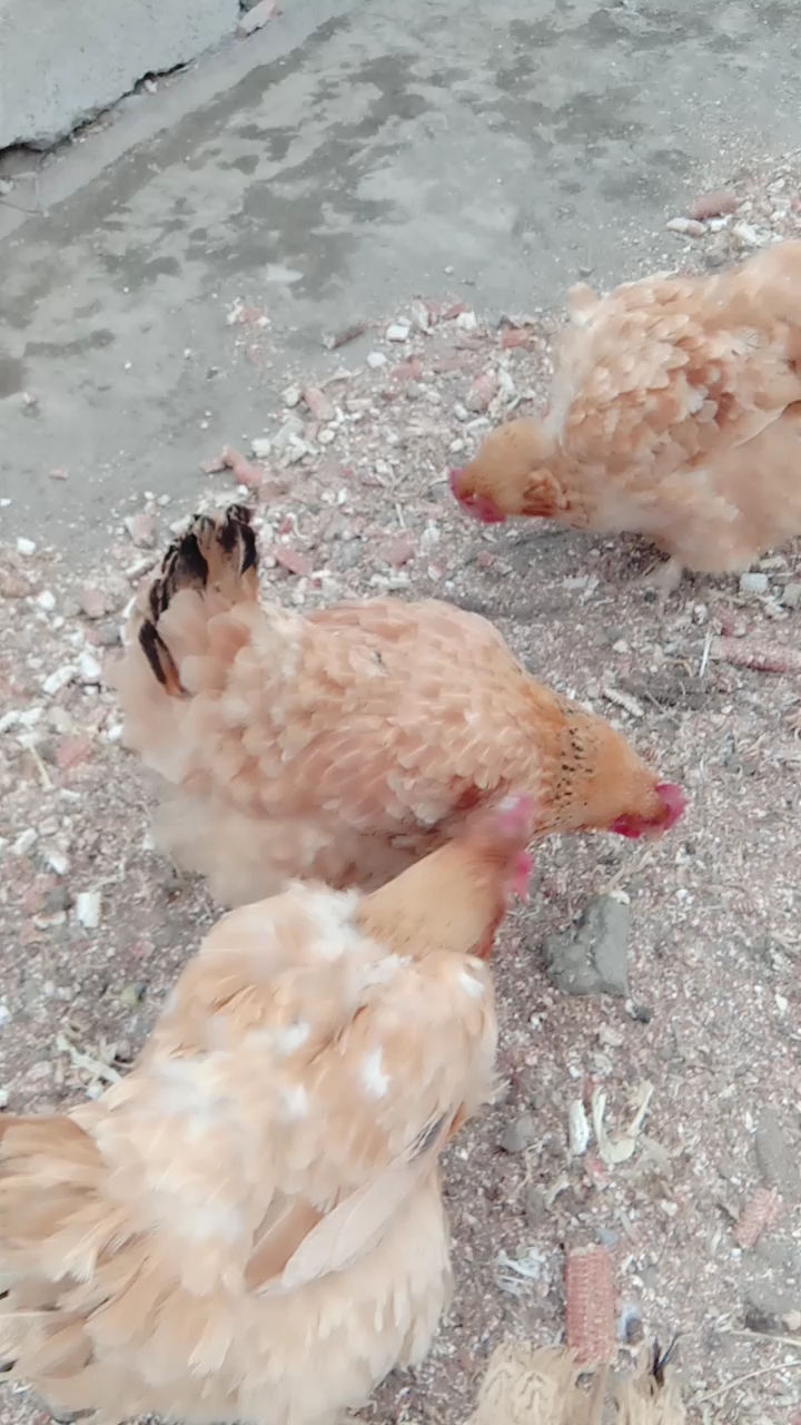 分享视频