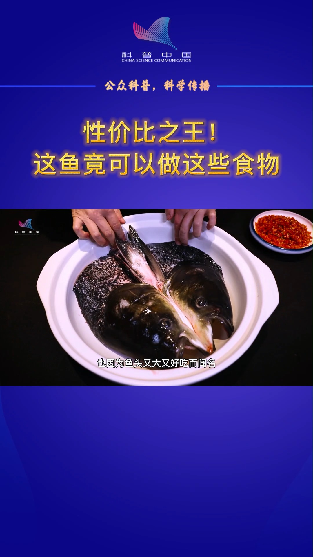#知识科普#鳙鱼:大国渔业系列科普——性价比之王!这鱼竟可以做这些食物。