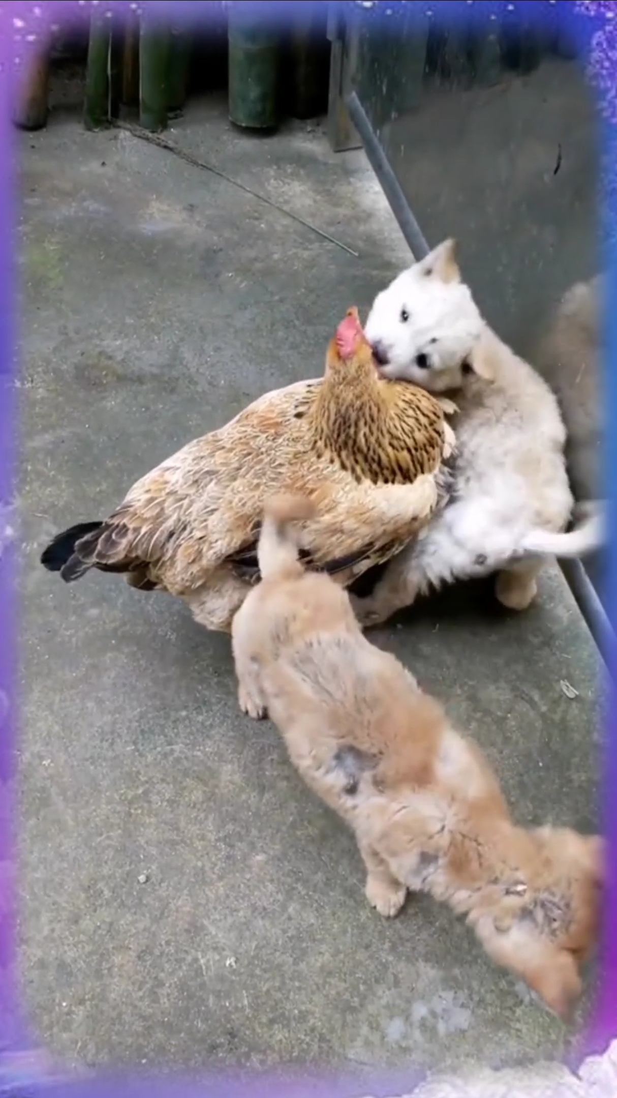 热恋中的你们,让身边的单身狗情何以堪?