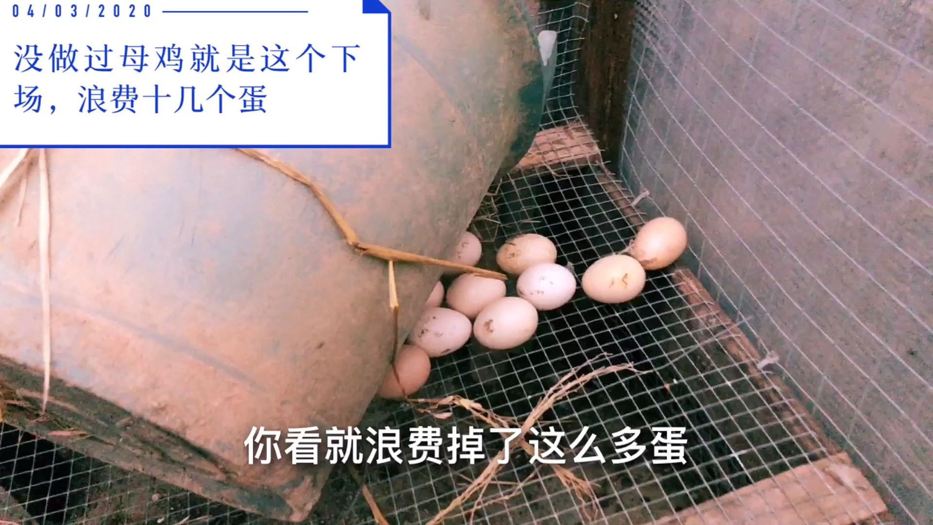 想用母鸡孵小鸡来养,可惜母性不好,全部蛋弄出来了怎么办