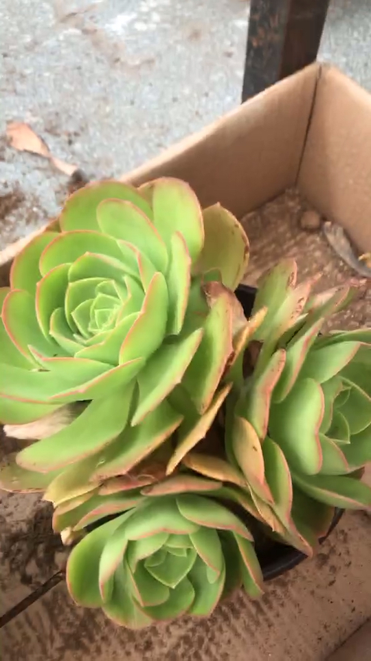 #我的小花园#漂亮的加州香炉盘法师,买买买