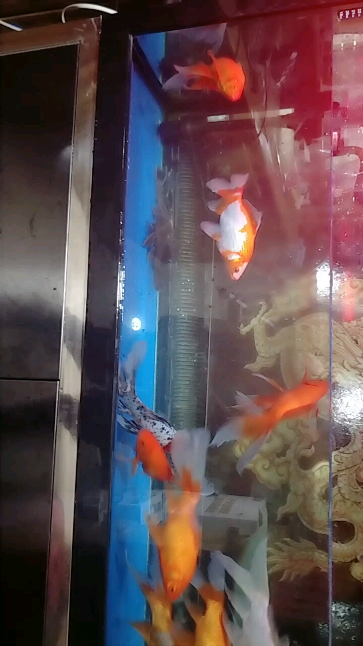 小鱼  游来游去  