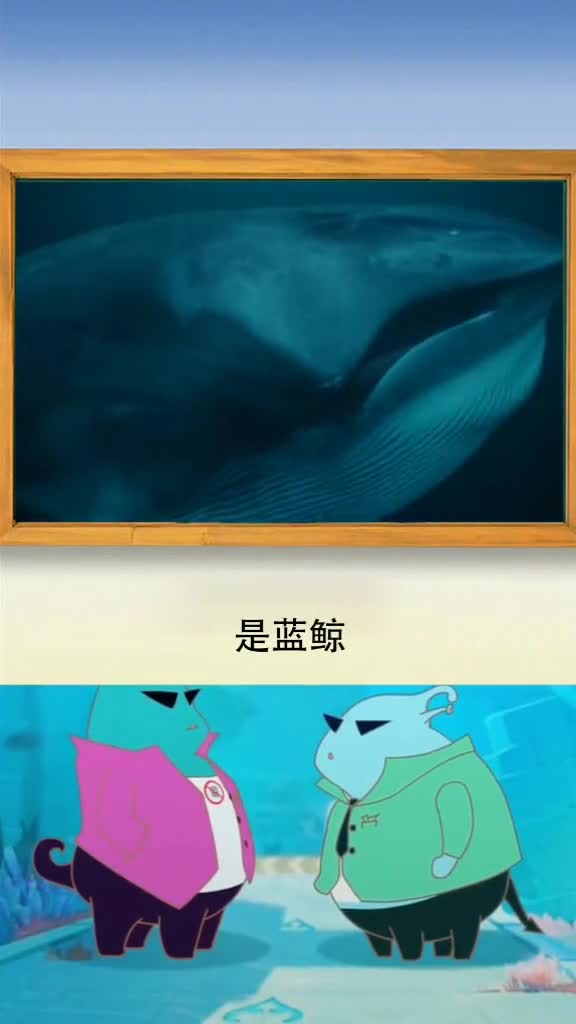 世界上最大的鲸鱼,可不是说的好玩哦!吐一口水,就能把你淹了鲸鱼鲸鱼鲸鱼