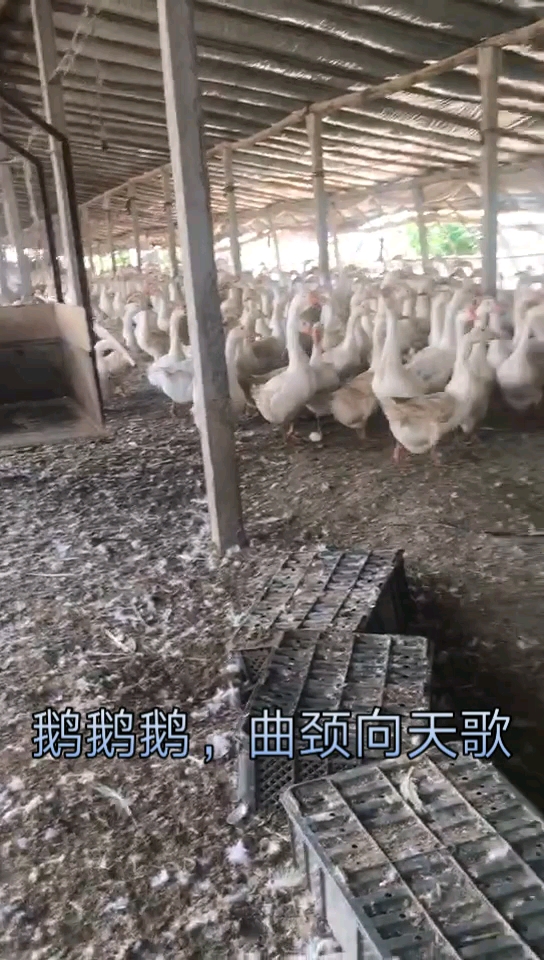 白大鹅来一波!