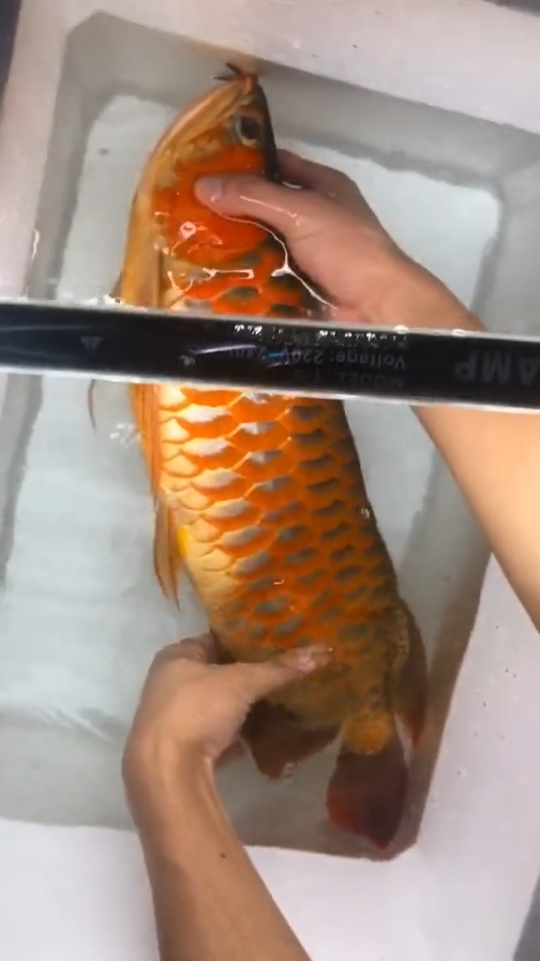 价值4百万元的血红龙!你吃过吗?