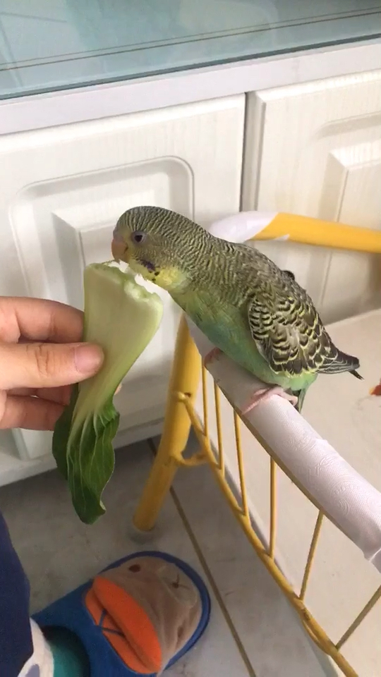 青菜好吃吗?菜叶子都快比你大了