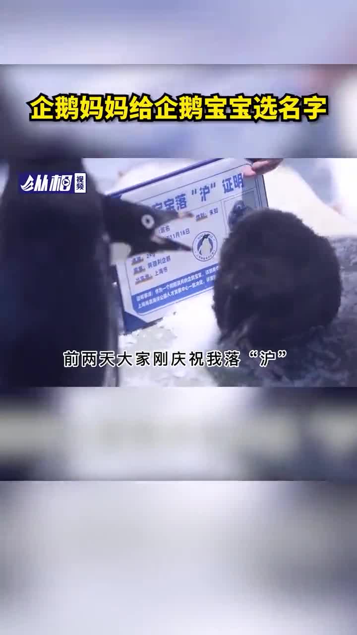 妈妈给企鹅宝宝选名字!快来看看都叫啥?
